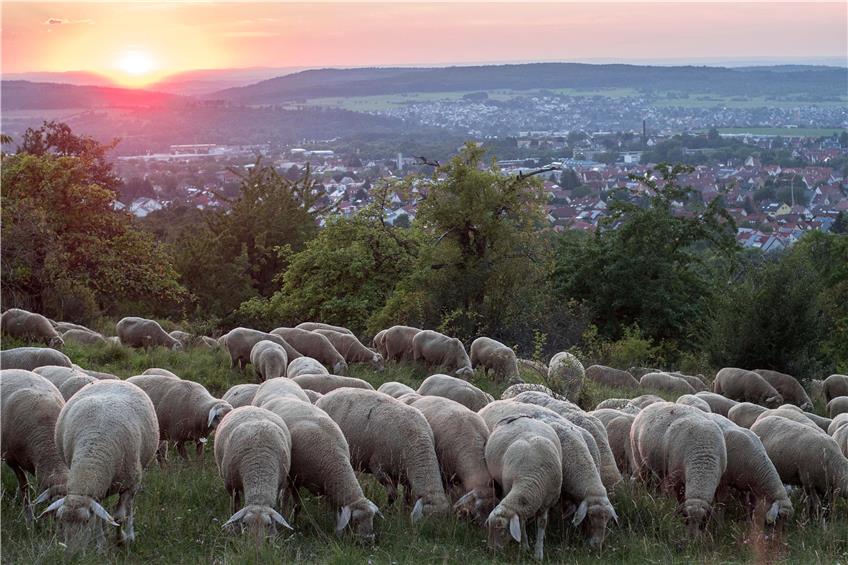 Auch Schafe (hier aus Mössingen) werden vom 5. bis 8. Oktober beim Landratsamt grasen.Bild: Schweizer