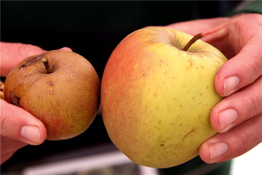 Auf eine fettere Apfel-Ausbeute im Jahr 2018 hoffen die Besitzer von Streuobstwiesen. Dieses Jahr war der Ertrag erschreckend schlecht.Bild: Kuball