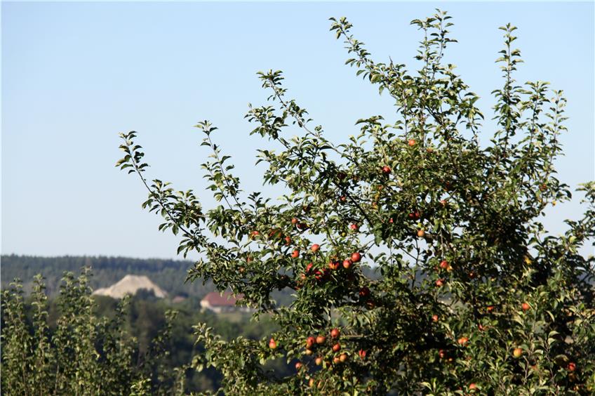 Bergfelden, Holzhausen und Glatt suchen im September Pächter für Streuobstbäume
