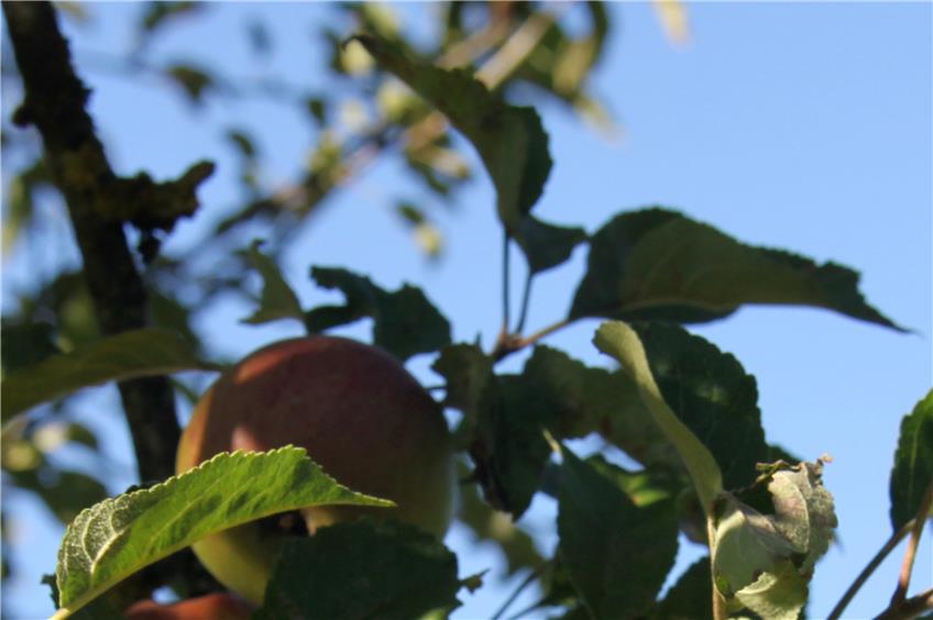 Die Apfelernte verspricht 2016 gut zu werden: Die Bäume hängen voll.