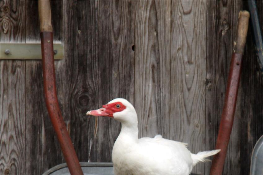 „Die Enten sind echt wunderfitzig“, kommentiert Michael Dietz von der Unteren Mühle diese Ausflüglerin auf einer Schubkarre neben dem Stall.