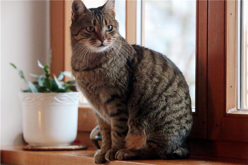 Diese Katze hat ein wundervolles Zuhause. Doch nicht allen geht es so gut. Der Horber Tierschutzverein kümmert sich in Problemfällen, ist aber auf Unterstützung angewiesen. Bild: Kuball