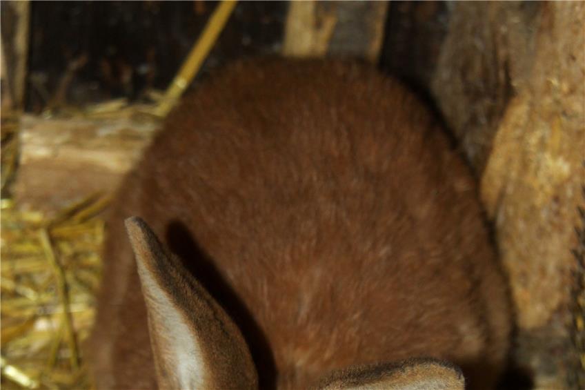 Dieser Hase bereitet sich auf den Einsatz an Ostern vor. Anders als den „Verwandten“ aus Schokolade beißt diesem Exemplar keiner die Ohren ab.
