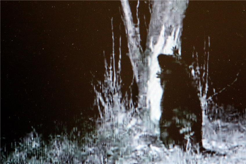 Erwischt: Die Aufnahmen der Nachtbildkamera zeigen: Der Biber ist in Horb wieder angekommen. Bilder: Kuball