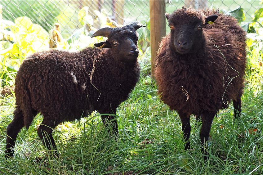 Extra für den Beitrag der Horber Kleintierzüchter zum ersten Neckar-Erlebnis-Tag am Sonntag hat die Vorsitzende Silke Wüstholz zwei „Mini-Schafe“ organisiert. Außerdem werden Kaffee, Kuchen und Gegrilltes angeboten. Bild: Kuball