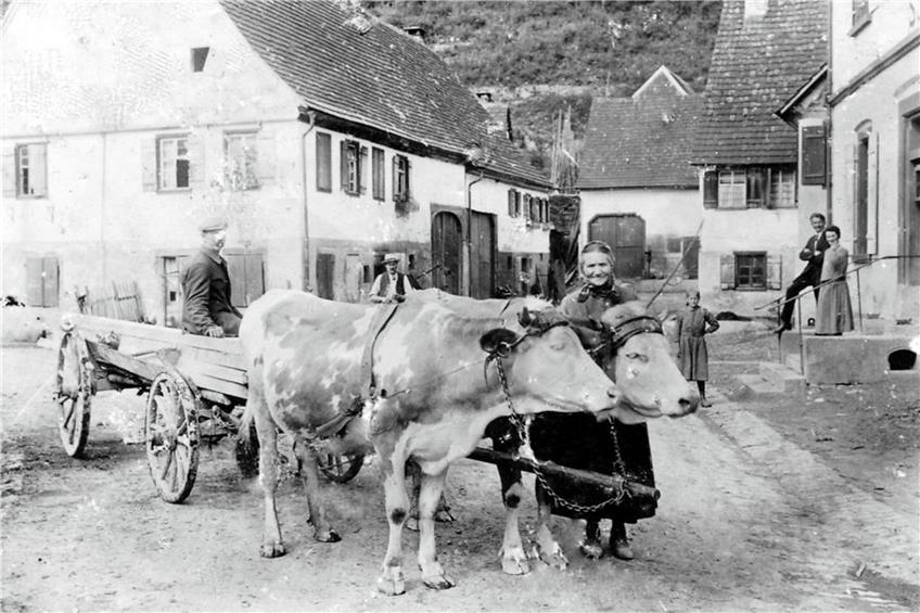 Kühe ziehen um 1925 ein Fuhrwerk mit Holz über den Rathausplatz durch den Ort.