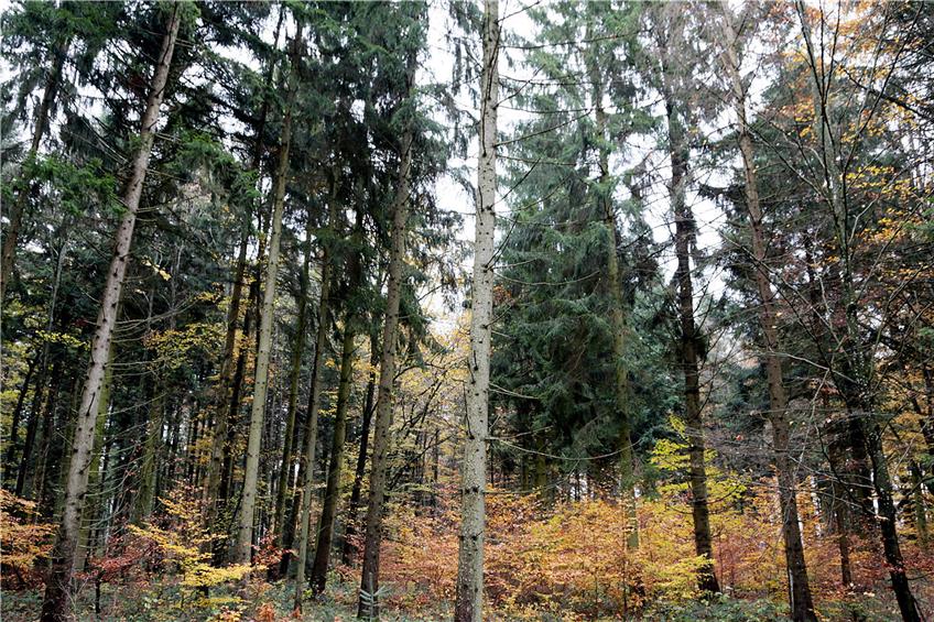 Mit einem Gewinn von etwa 38000 Euro rechnet Forstdirektor Dieter Zuleger in 2018.Archivbild: Kuball