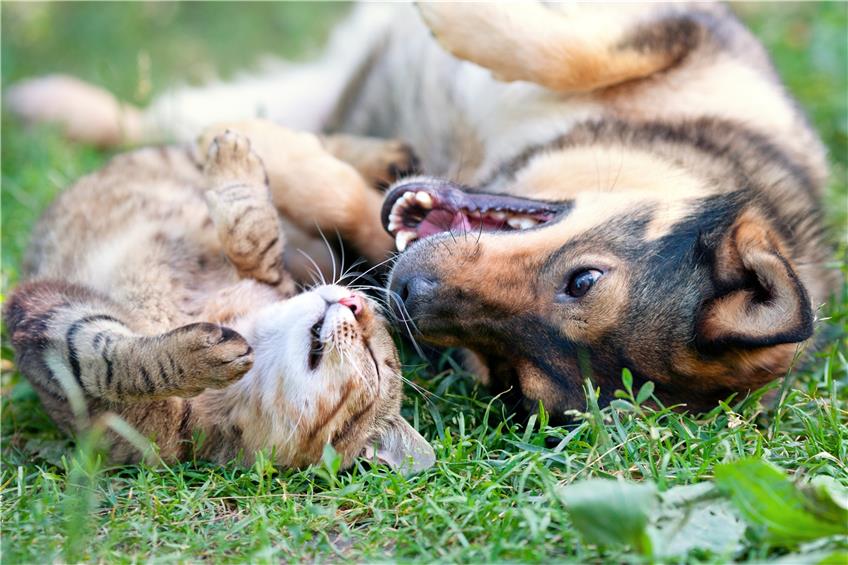 Sommerzeit ist Outdoor-Zeit: Damit die Hitze dem Wohlbefinden von Hund und Katze nicht in die Quere kommt, ist tiergerechter Hitzeschutz wichtig. / © vvvita – fotolia.com (#64432683)