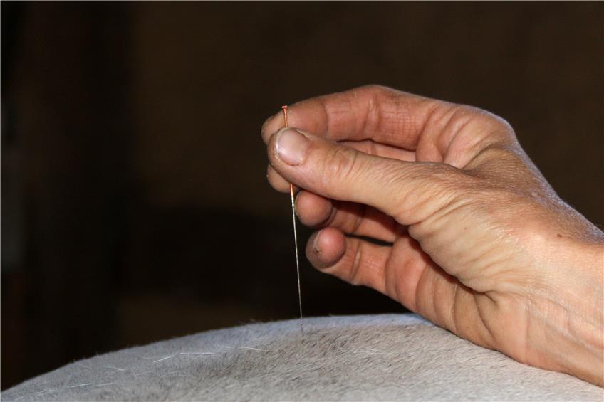 ... aber wenn‘s mal zwickt, dann kommen die Akupunktur-Nadeln zum Einsatz, die nach Warnecks Auffassung auchPferden gut tun. Bild: Kappeller