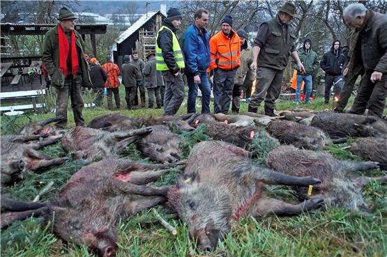 35 Wildschweine erlegten die Kreisjäger am Samstag. Sie wurden vor der Jagdhütte aufgebrochen und ausgeweidet. Bild: Zimmermann