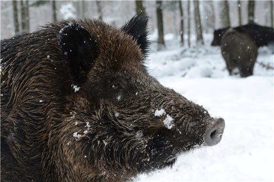 Aktuell werden im Land rund 50.000 Wildschweine pro Jahr erlegt. Foto: dpa