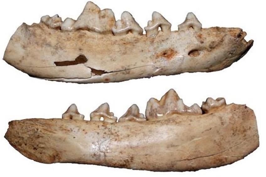 Anhand fossilier Funde aus der Gnirshöhle im Kreis Konstanz untersuchten Forscher die Domestizierung von Wölfen. Bild (Ausschnitt): Senckenberg