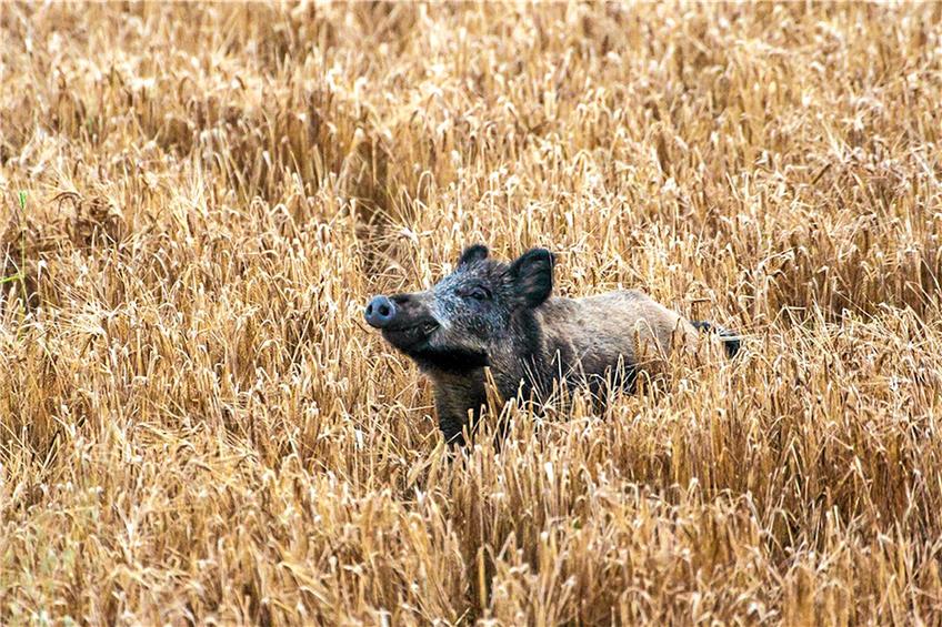 Baden-Württembergs Wildschweine sind nicht akut von der Afrikanischen Schweinepest bedroht.Bild: Marco Schuette/ www.natuerlich-jagd.de