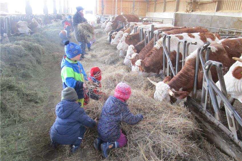 Beim Füttern der Kühe packten die Kinder kräftig mit an.