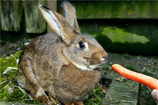 Besteht eine Gefahr für dieses Kaninchen, das als Heimtier gehalten wird? Archivbild: Karl-Heinz Kuball 