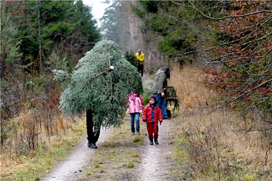 Da passen ordentlich Geschenke drunter: Eine Familie hat sich im Ofterdinger Hardtwald selbst einen Weihnachtsbaum geschlagen. Bild: Uli Rippmann