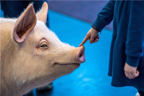 Das nachgebildete Schwein „Rosalinde“ an einem Stand der Umweltschutz-Organisation Greenpeace. Foto: Jens Büttner/dpa