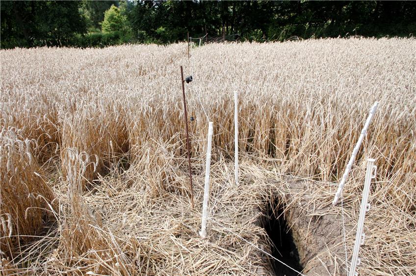 Der Biber grub sich einen Kanal mitten in den Weizenacker. Ein Elektrozaun verhindert, dass die Ernteeinbuße für den Landwirt zu groß wird. Bild: Faden