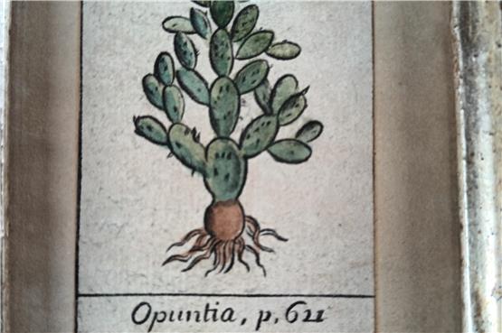 Der Kupferstich zeigt eine Opuntia. Bild: Holger Dopp