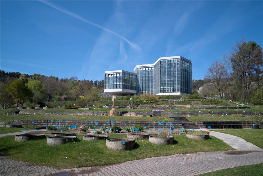 Der Neue Botanische Garten ist im Frühling eher grün als bunt. Aber es blüht auch schon einiges. Bilder: Metz