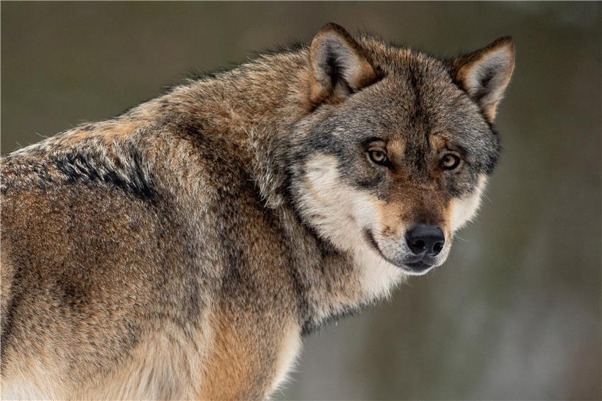 Der Wolf: Das Raubtier wird vom europäischen Recht streng geschützt. Foto: Swen Pförtner