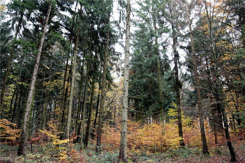 Der mustergültig gewachsene Wald müsste im Fall einer Umsetzung des Projekts der Gewerbefläche weichen.