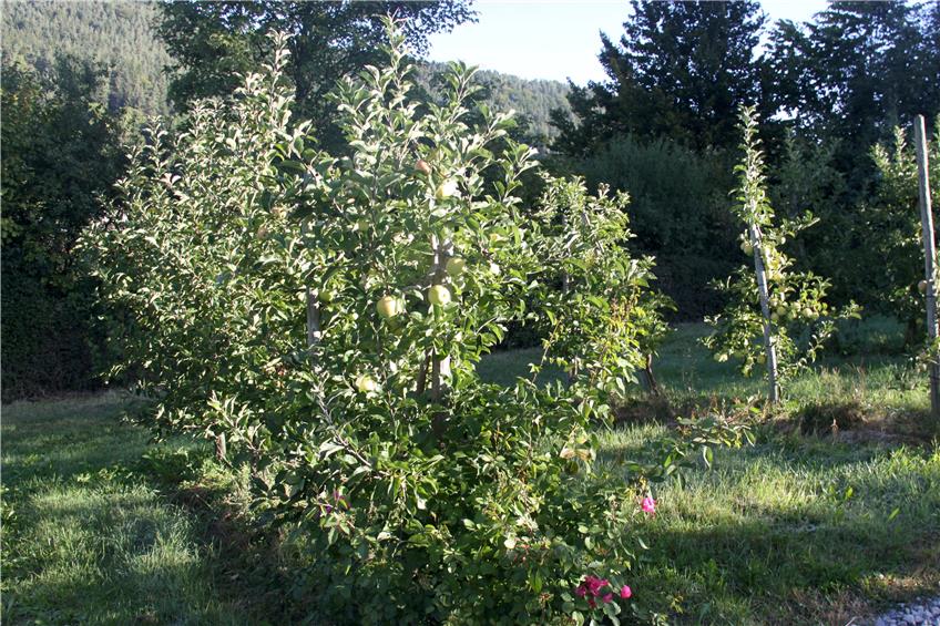 Die Apfelbäume auf dem Duttenhofer’schen Apfelgut in Hopfau tragen diesen Herbst unterschiedlich viel Obst. Verglichen mit dem Rekordjahr 2018 fällt der Ertrag nach Einschätzung von Betriebsleiter Josef Fogel insgesamt aber um etwa 80 Prozent niedriger aus. Bilder: Cristina Priotto
