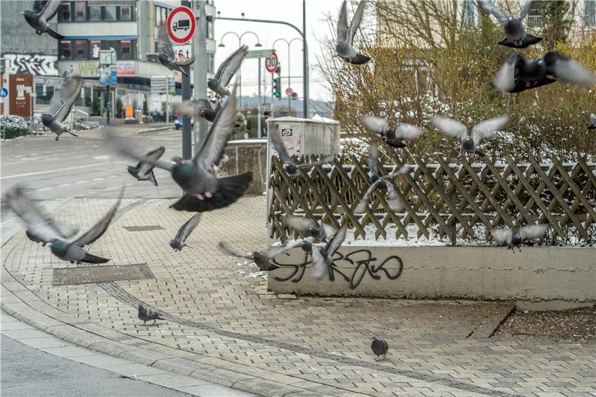 Die Ecke Poststraße/Friedrichstraße ist die neue Heimat von rund 60 Tauben. Der Grund: Sie werden von zwei Frauen regelmäßig gefüttert. Sehr zum Ärger von Ordnungsamts-Chef Rainer Kaltenmark, der das jetzt mit Zwangsgeldern verhindern will. Bild: Metz