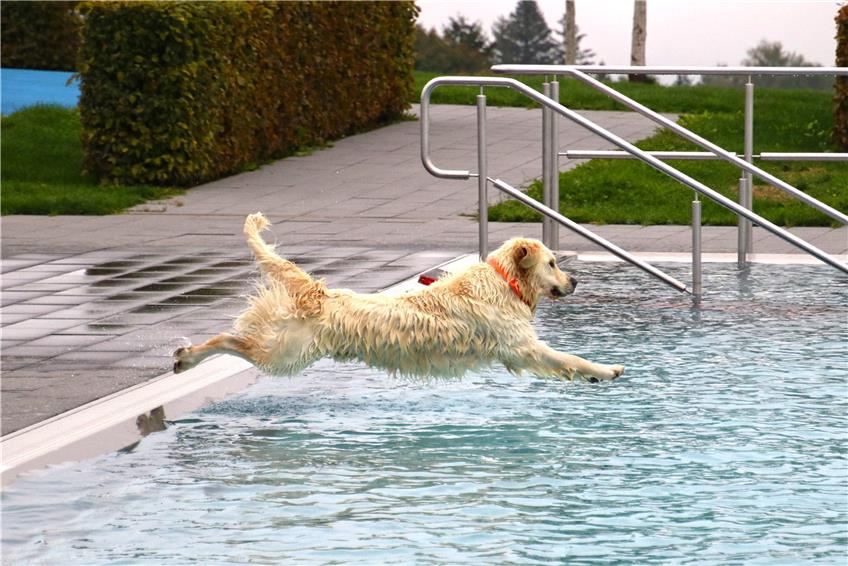 Die Labradore, als Schwimmhunde bekannt, wurden ihrem Ruf gerecht und zeigten auch die eine oder andere Sprungeinlage ins Becken. Bild:Stadtwerke