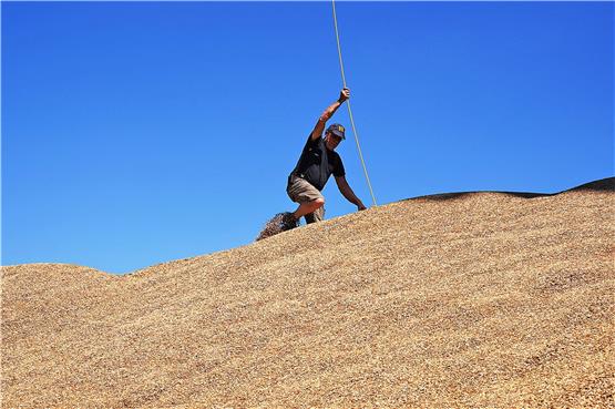 Die Trockenheit hat dem Weizen in diesem Jahr nicht geschadet, daher türmt es sich vor der Mühle zum Berg auf. Bilder: Karl-Heinz Kuball