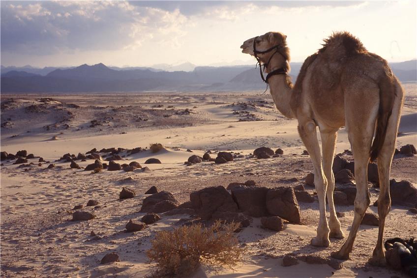 Die Wüste ist der Lebensraum der Beduinen – und auch ein Ort für spirituelle Erfahrungen. Bild: Katrin Biallas