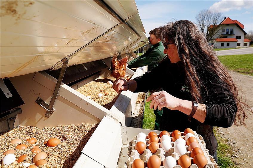 Die gelegten Eier im Hühnermobil landen im Dinkelspelz. Täglich werden die Eier eingesammelt. Bilder: Karl-Heinz Kuball