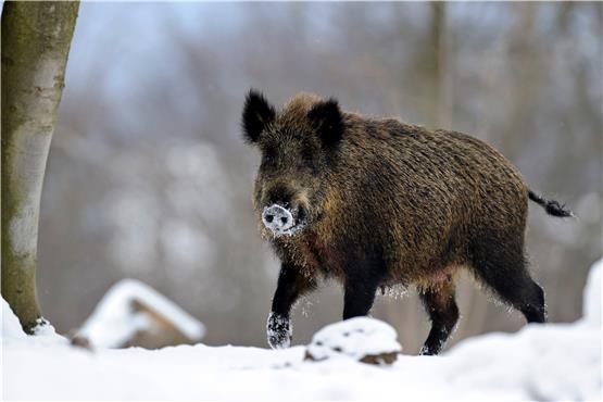 Diese Wildsau müsste eigentlich nur die Jäger oder den Straßenverkehr fürchten. Doch jetzt droht auch die Schweinepest. Bild: Willi Rolfes/DJV
