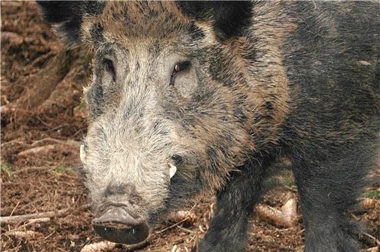 Dieses Wildschwein bevorzugt offenbar Wald. Doch im Tübinger Norden gibt es welche, die ganz gerne mal Gärten umgraben. Bild: Nuy/DJV