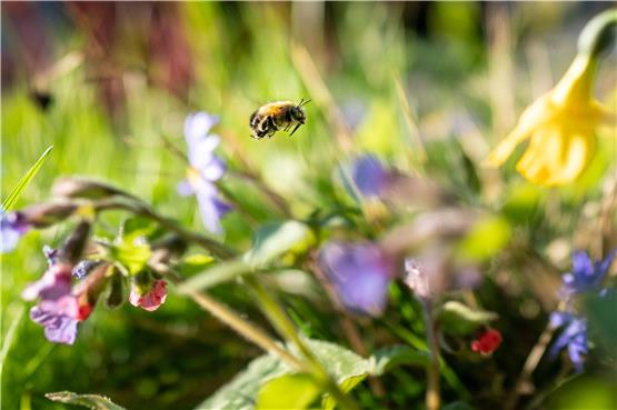„Ein Drittel der urbanen Räume sind Gärten“: Eine Wildbiene freut sich über ein Blumenbeet.