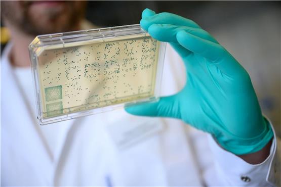 Ein Mann schaut sich in einem Labor des biopharmazeutischen Unternehmens Curevac einen Träger mit Bakterien an.