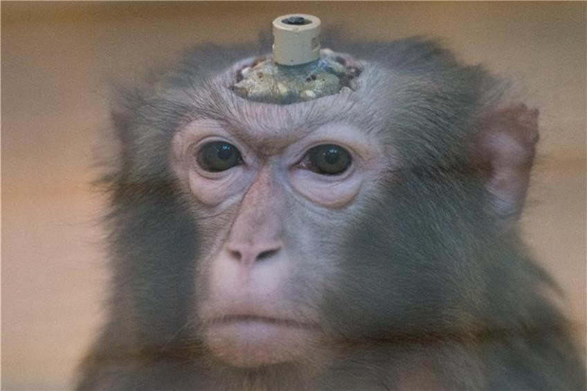 Ein Rhesus-Affe mit einem Implantat. Foto: Marijan Murat/Archiv dpa/lsw