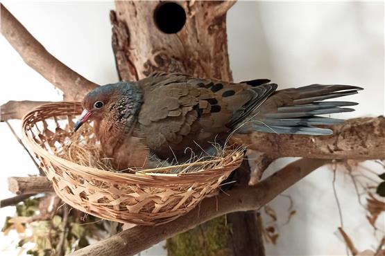 Eine Socorrotaube in ihrem Nest. Foto: Zoo Heidelberg/dpa
