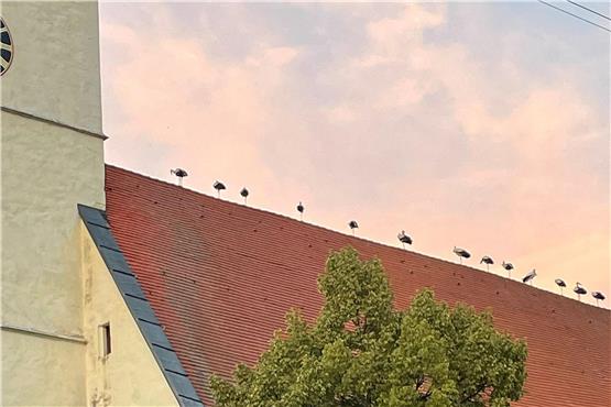 Eine große Schar Weißstörche machte kürzlich auf dem Eutinger Kirchendach Station.Privatbild: Willy Schaupp