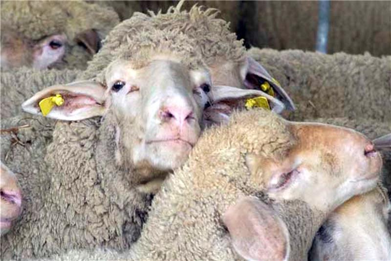 Einmal im Jahr werden die Schafe von Alexander Lausberg aus Belsen geschoren. Bi...