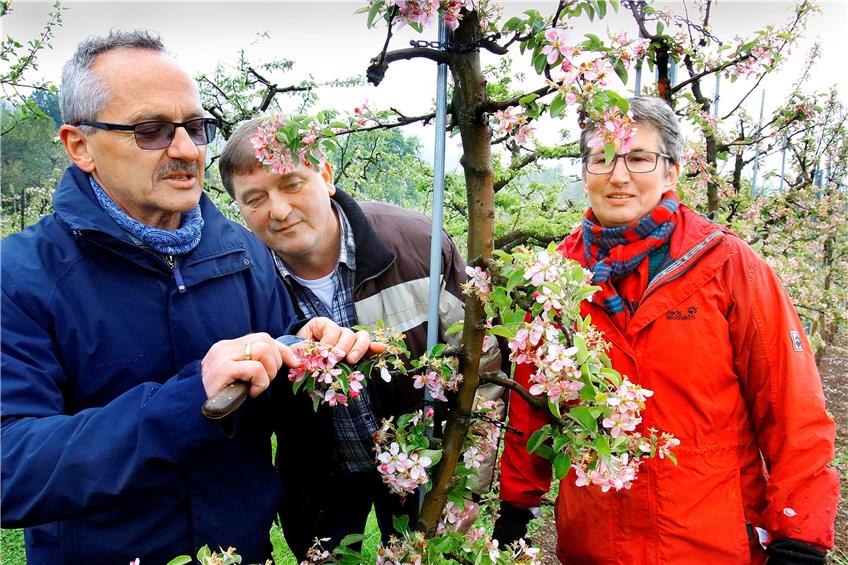 Fast alles durch den Frost zerstört: Kreisfachberater Ulrich Schroefel (links) und Rolf Schäfer vom Obstbau-Arbeitskreis begutachten die Schäden an Apfelbäumen auf der Anlage, die Annerose Gönninger (rechts) seit 30 Jahren mit ihrer Familie in Glems betreibt.Bild: Haas