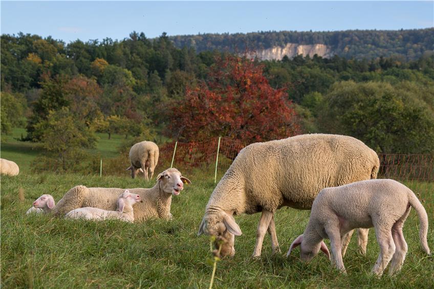 Frühling am Albtrauf: Schafe vor Bergrutsch-Kulisse bei Mössingen.Bild: Schweizer