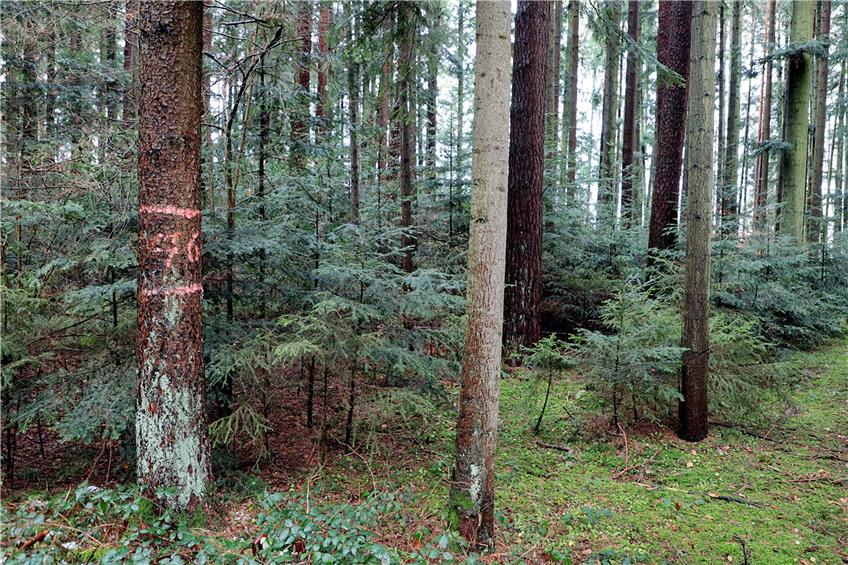 Für das geplante Gewerbegebiet in Ahldorf müsste auch ein Wald weichen, der für die Bewohner ein wertvolles Erholungsgebiet ist. Bild: Kuball