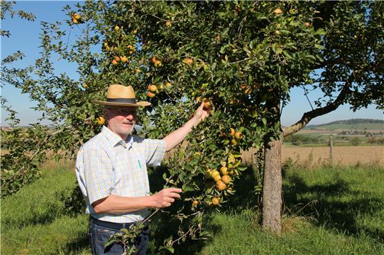 Gerold Maier vom Rottenburger Obst- und Gartenbauverein zeigt einen gut tragenden Apfelbaum der Sorte Goldparmäne. Bilder: Philipp Koebnik