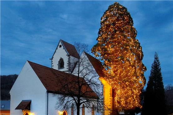 Hat Bronnweiler den am größten am Standort gewachsenen Weihnachtsbaum? Imposant ist der festlich geschmückte Riesenmammutbaum allemal.Bild: Haas