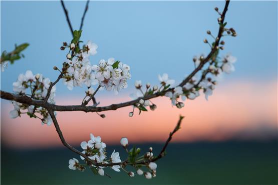 Hinter den Blüten eines Obstbaumes färbt sich kurz vor Sonnenaufgang der Himmel. Foto: Thomas Warnack/dpa/Symbolbild