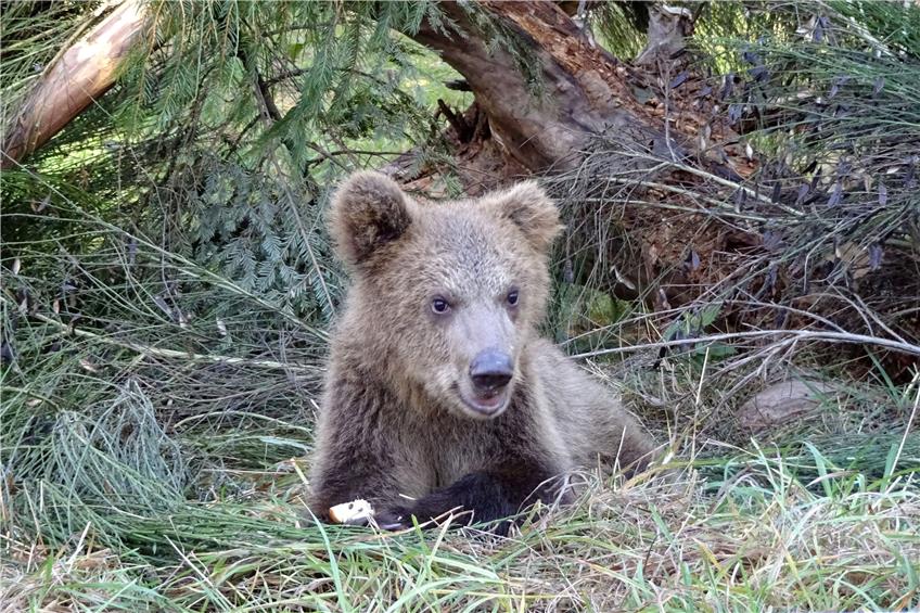 Ihre Leidenszeit ist zu Ende: Vorsichtig, aber mit großer Neugier erkunden die kleinen Bären in neues Zuhause im Schwarzwald. Mit so wenig menschlichem Kontakt wie möglich sollen sie eingegliedert werden. Privatbild
