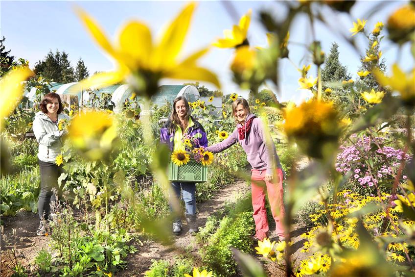 Im September wuchsen die Sonnenblumen wie ein Sichtschutz um das Gelände der Gärtnerei. Links im Bild: Kerstin Weiß. Bild: Anne Faden