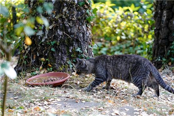 In Horb leben rund 50 wilde Katzen. Der Tierschutzverein Horb kümmert sich auch mit Futterstellen um sie – wie hier in Isenburg. Bild: Karl-Heinz Kuball