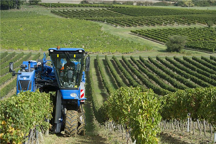 In den großen Weinbaugebieten wird heute maschinell geerntet. Das hat kaum Auswirkungen auf die Qualität, weil die Maschinen nur perfekt gereifte Trauben abernten. Bild: fotolia.com©FreeProd